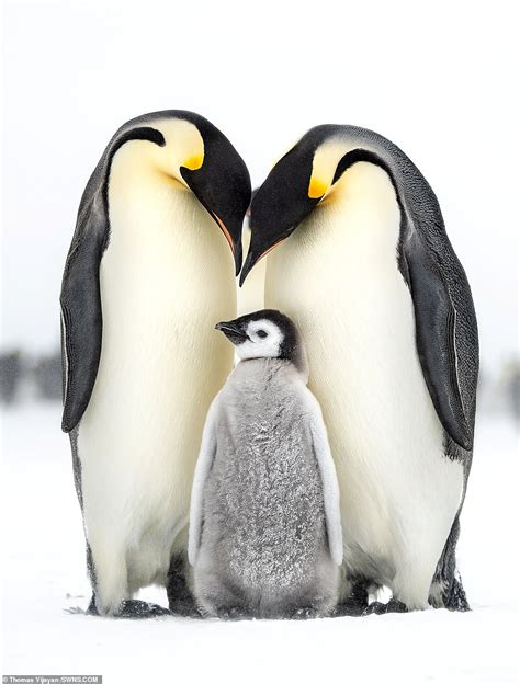 Penguin Family Betway